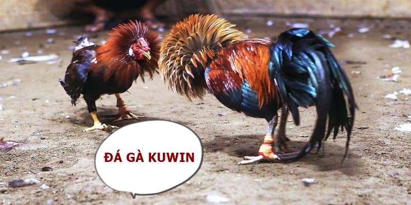 đá gà kuwin